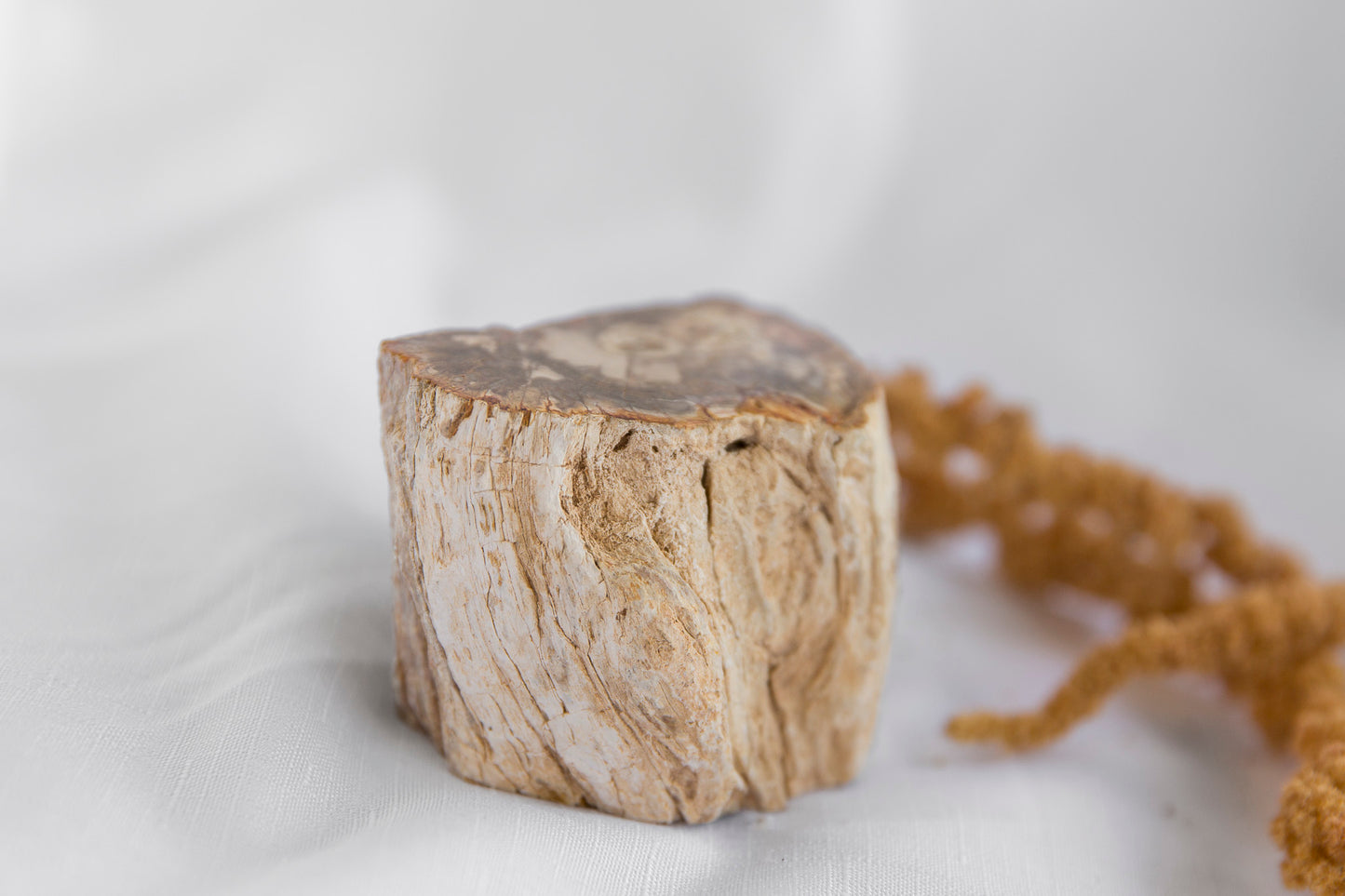 Petrified Wood #6