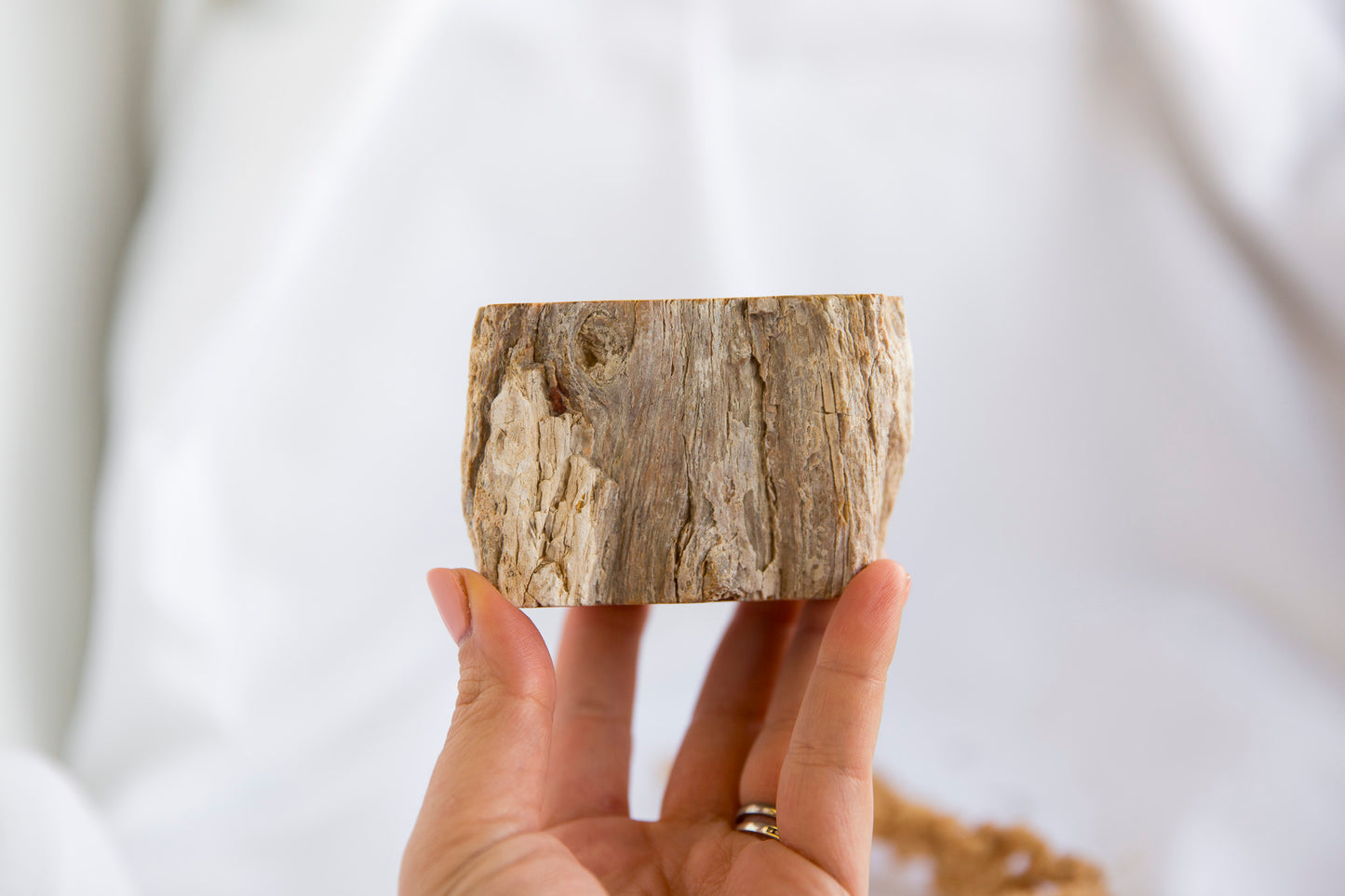 Petrified Wood #6