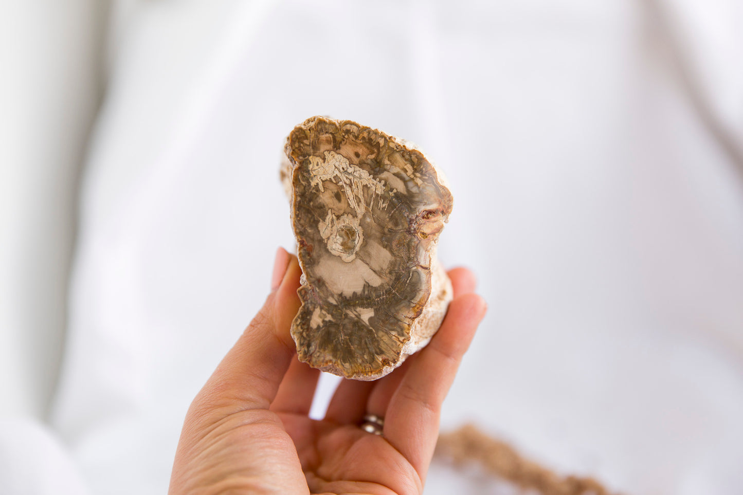 Petrified Wood #6