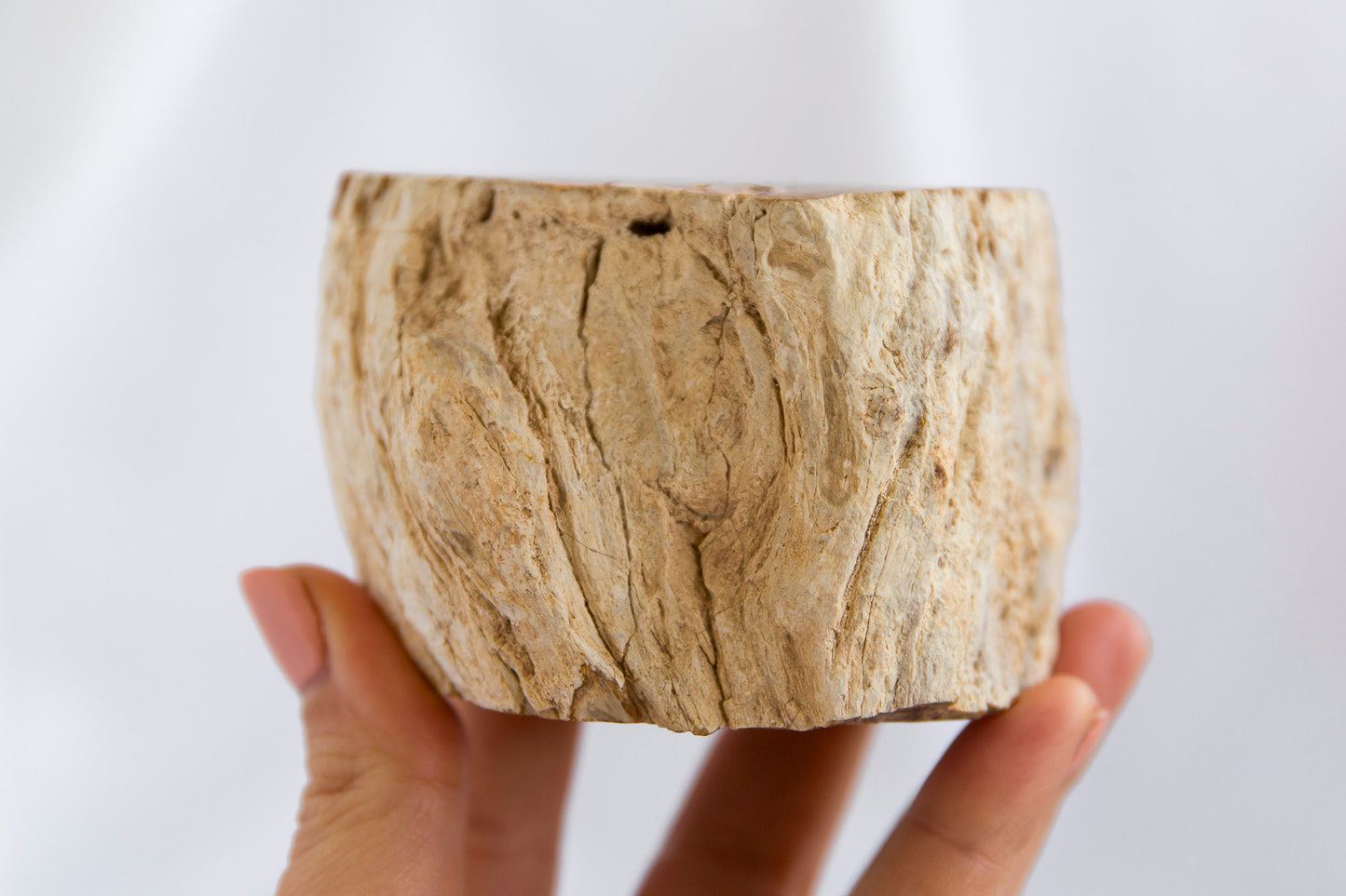 Petrified Wood #6