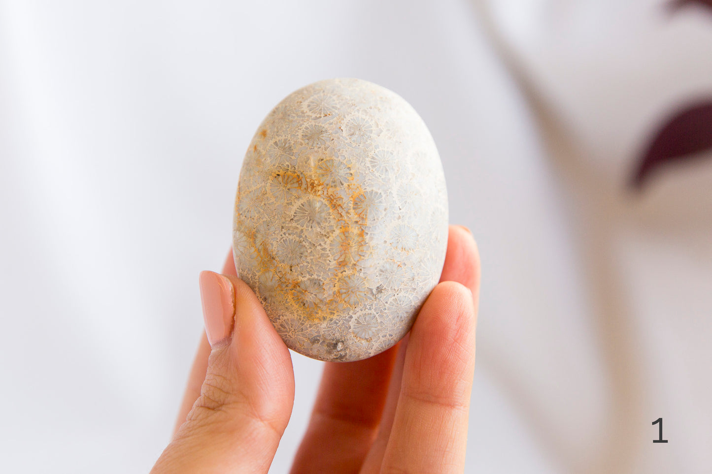 Agatized Coral Palmstones