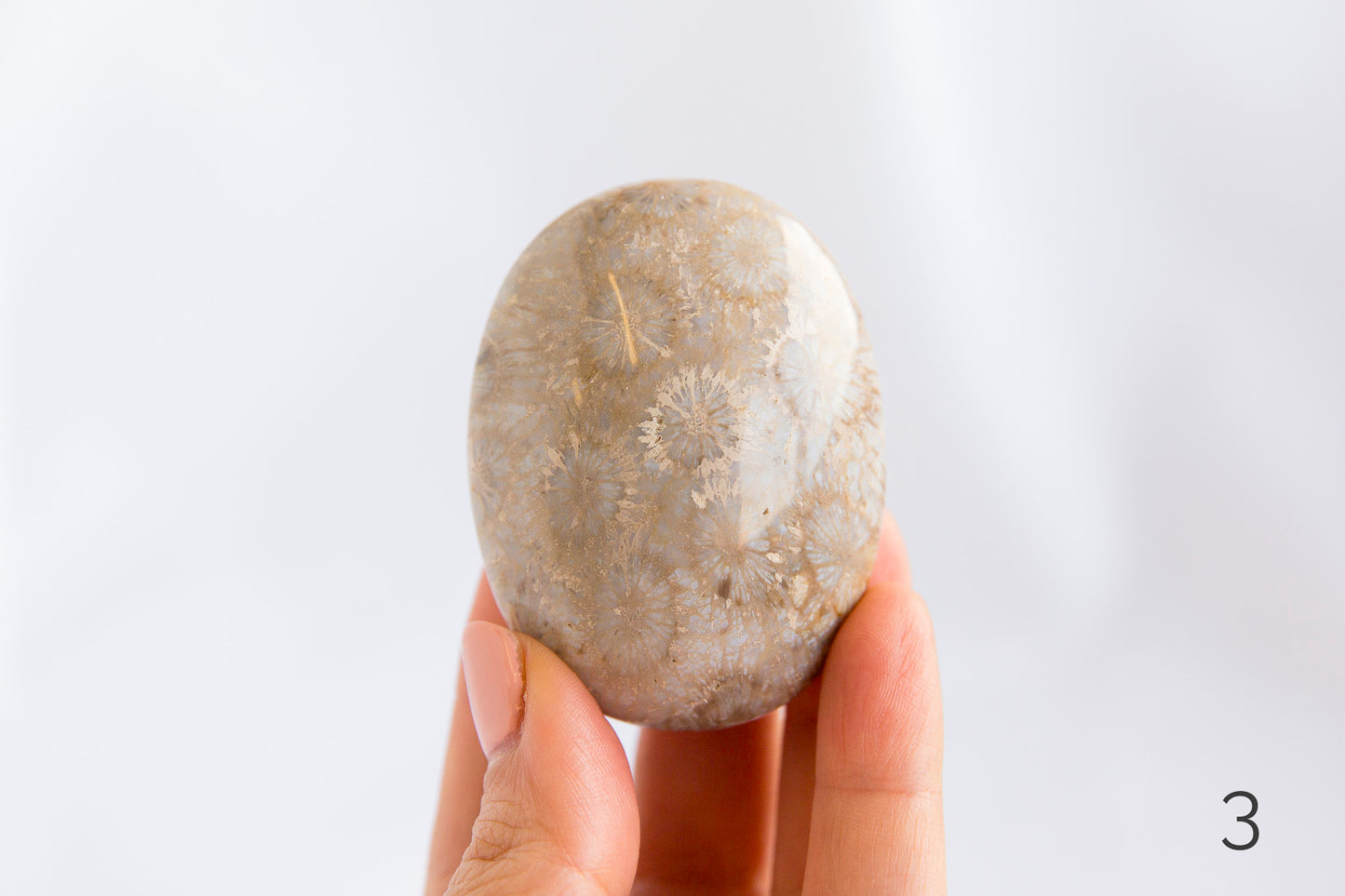 Agatized Coral Palmstones