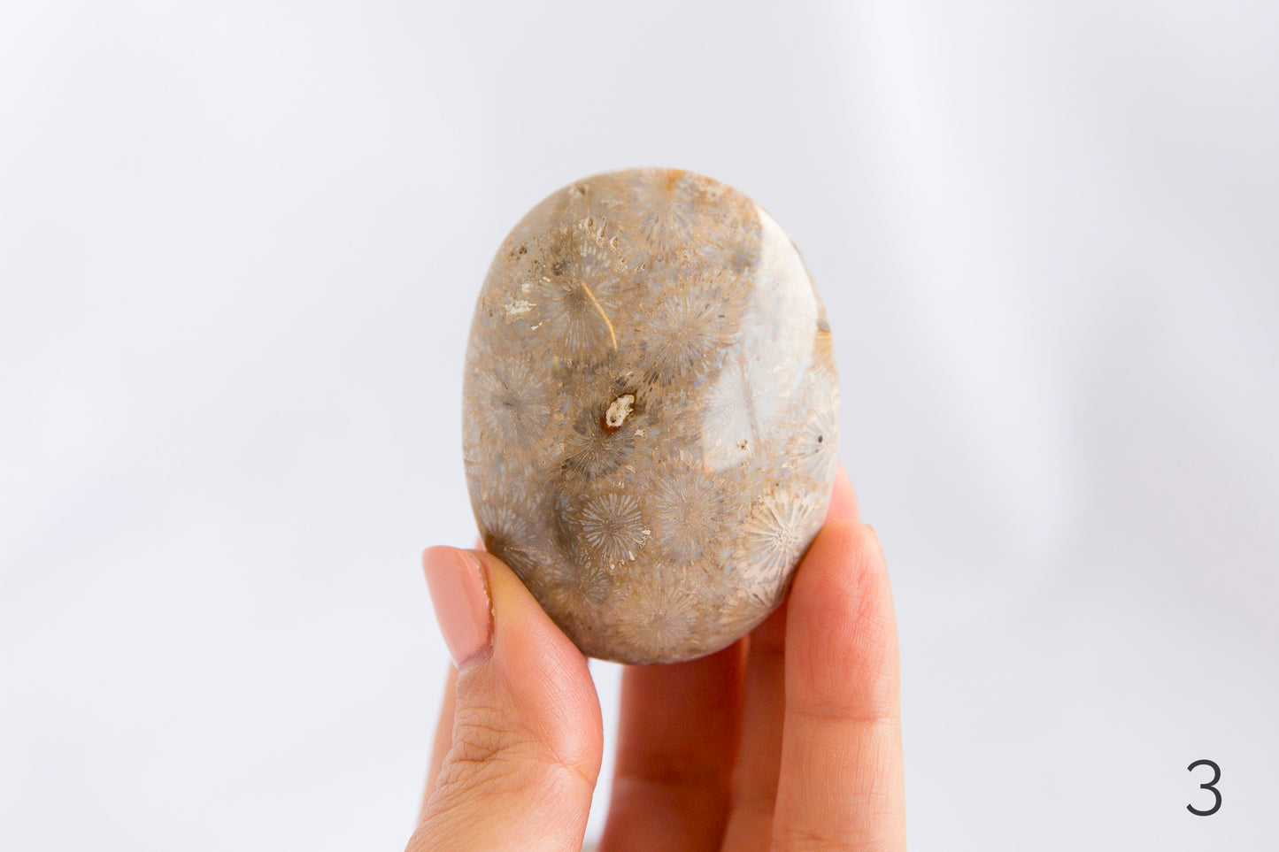 Agatized Coral Palmstones