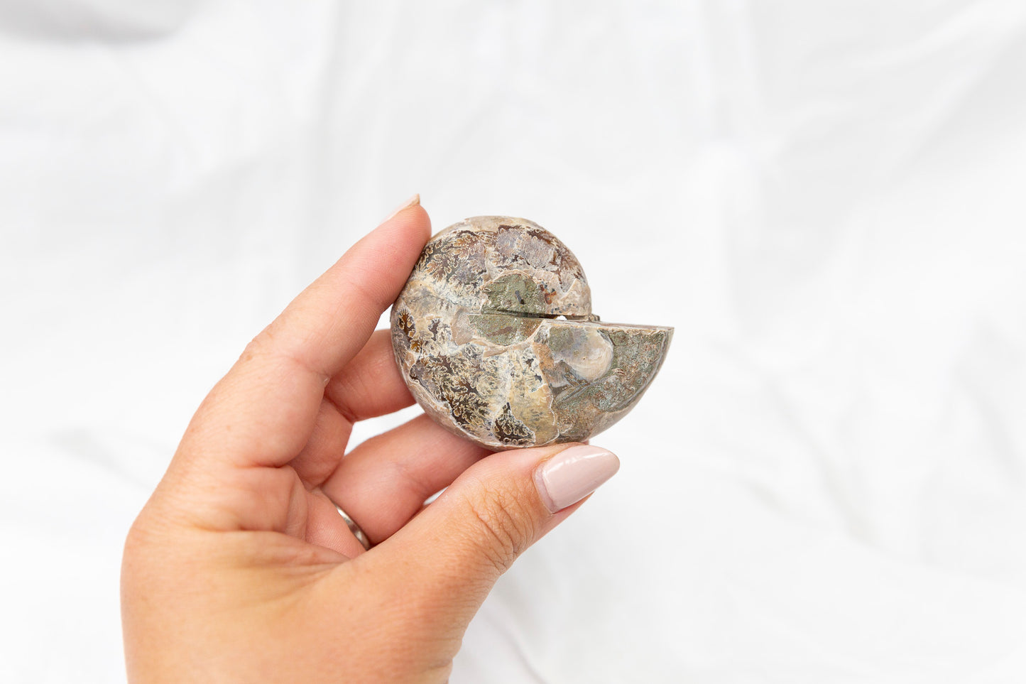 Hand holding a half-cut ammonite fossil against a white background