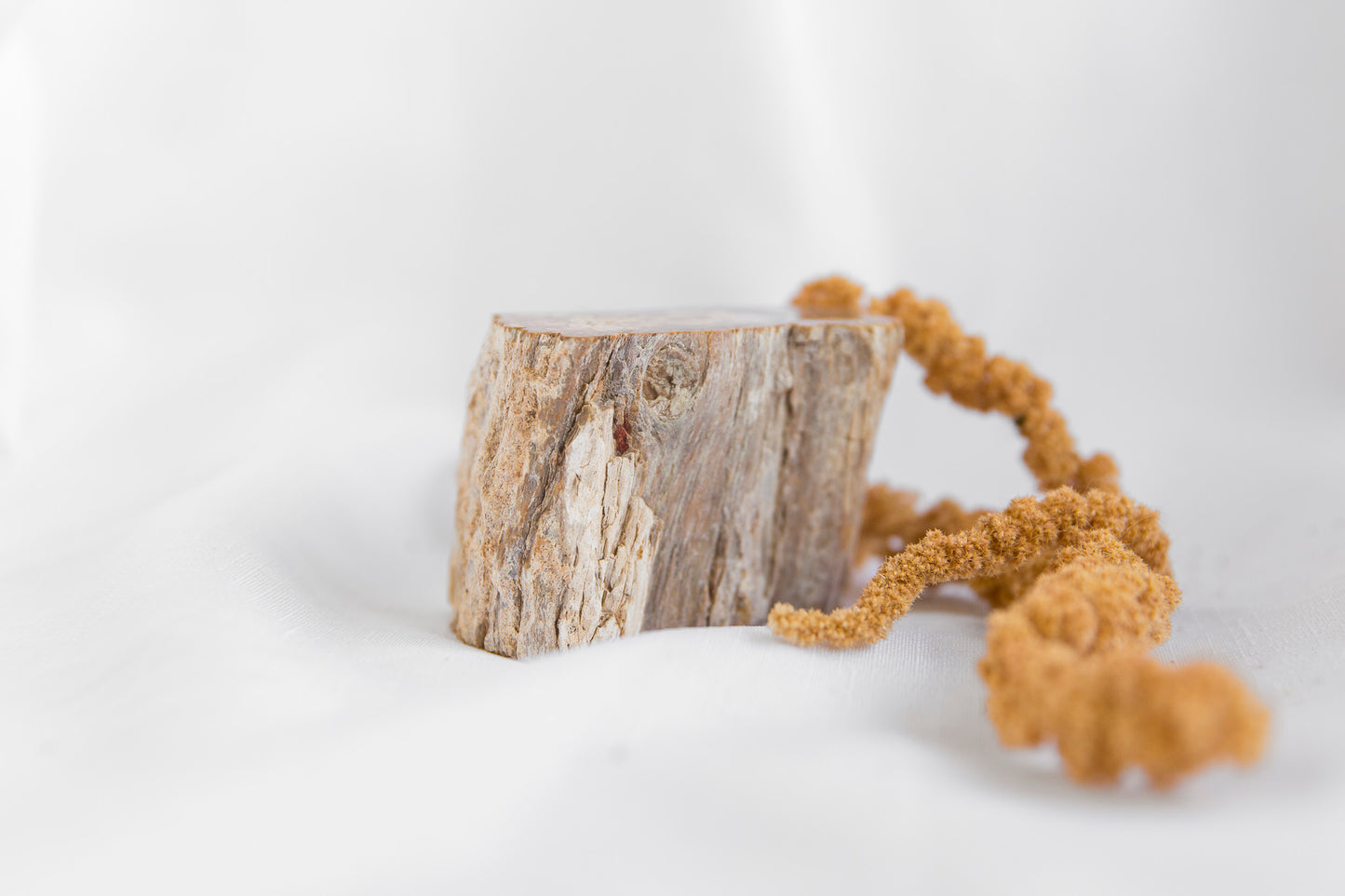 Petrified Wood #6