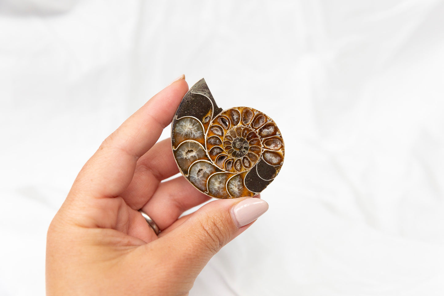 Hand holding an ammonite fossil against a white background