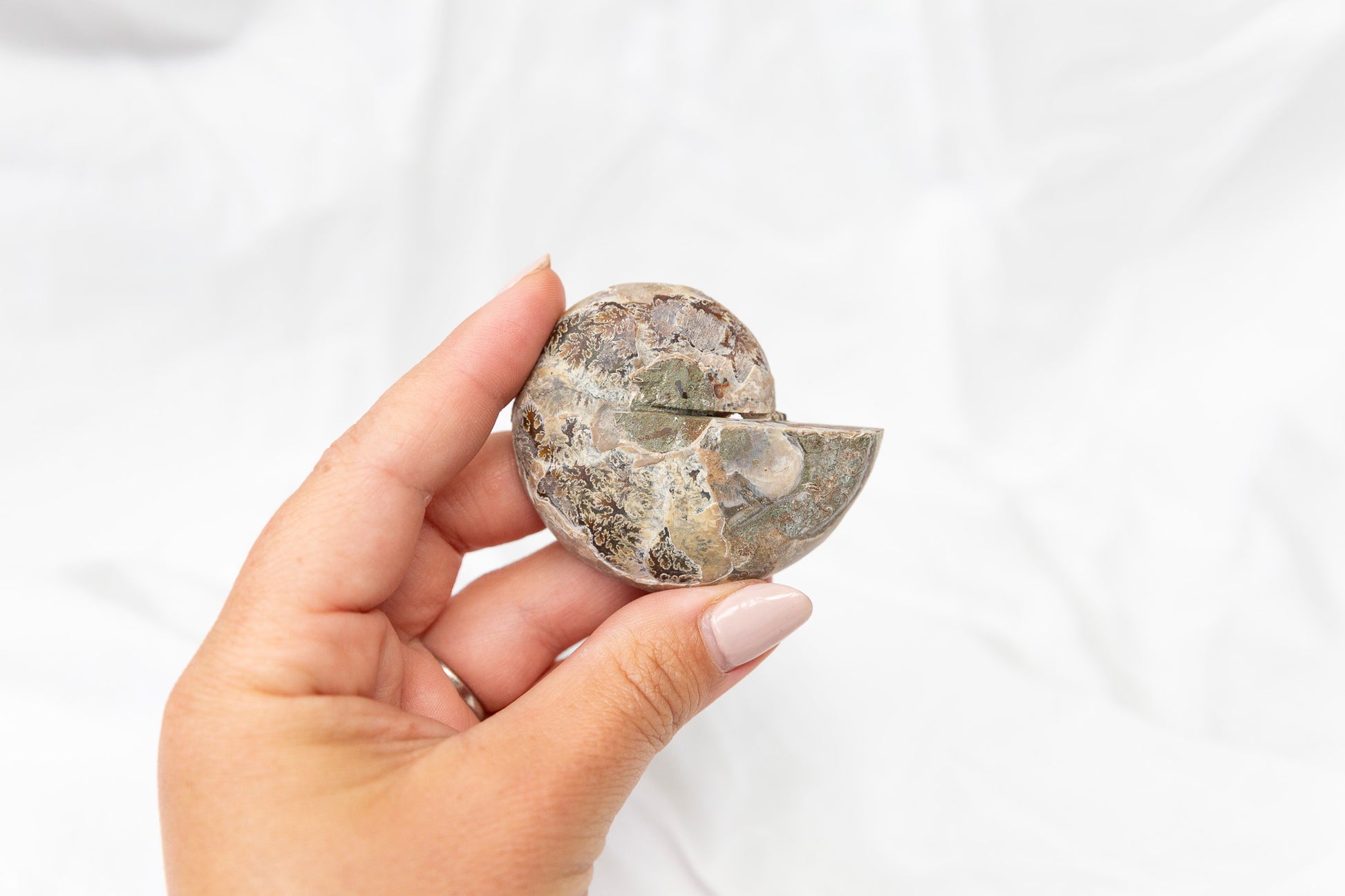 Hand holding a half-cut ammonite fossil against a white background