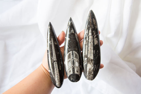 Orthoceras Fossils (large) - Premium Crystals + Gifts from Clarity Co. - NZ's Favourite Online Crystal Shop