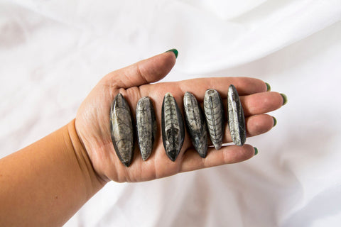 Orthoceras Fossils (small) - Premium Crystals + Gifts from Clarity Co. - NZ's Favourite Online Crystal Shop