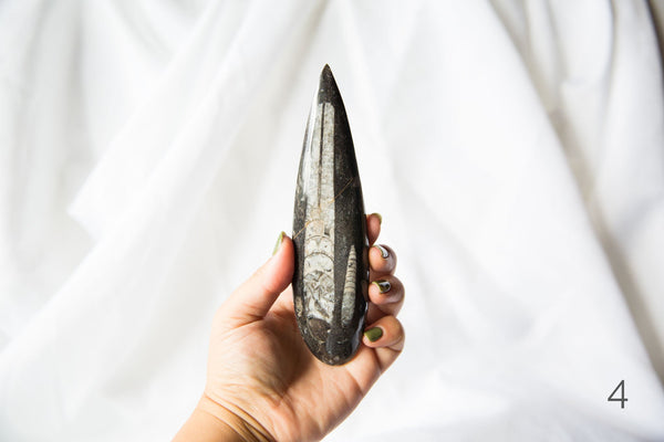 Orthoceras Fossils (large) - Premium Crystals + Gifts from Clarity Co. - NZ's Favourite Online Crystal Shop