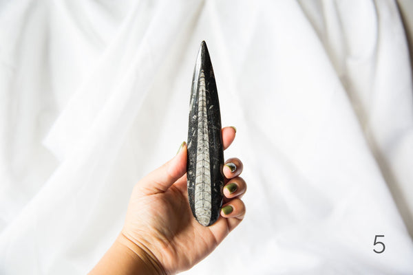 Orthoceras Fossils (large) - Premium Crystals + Gifts from Clarity Co. - NZ's Favourite Online Crystal Shop