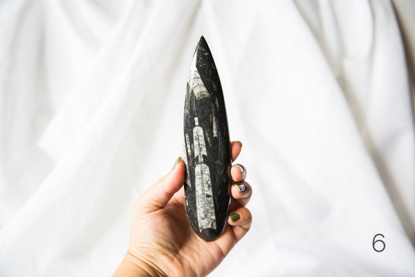 Orthoceras Fossils (large) - Premium Crystals + Gifts from Clarity Co. - NZ's Favourite Online Crystal Shop